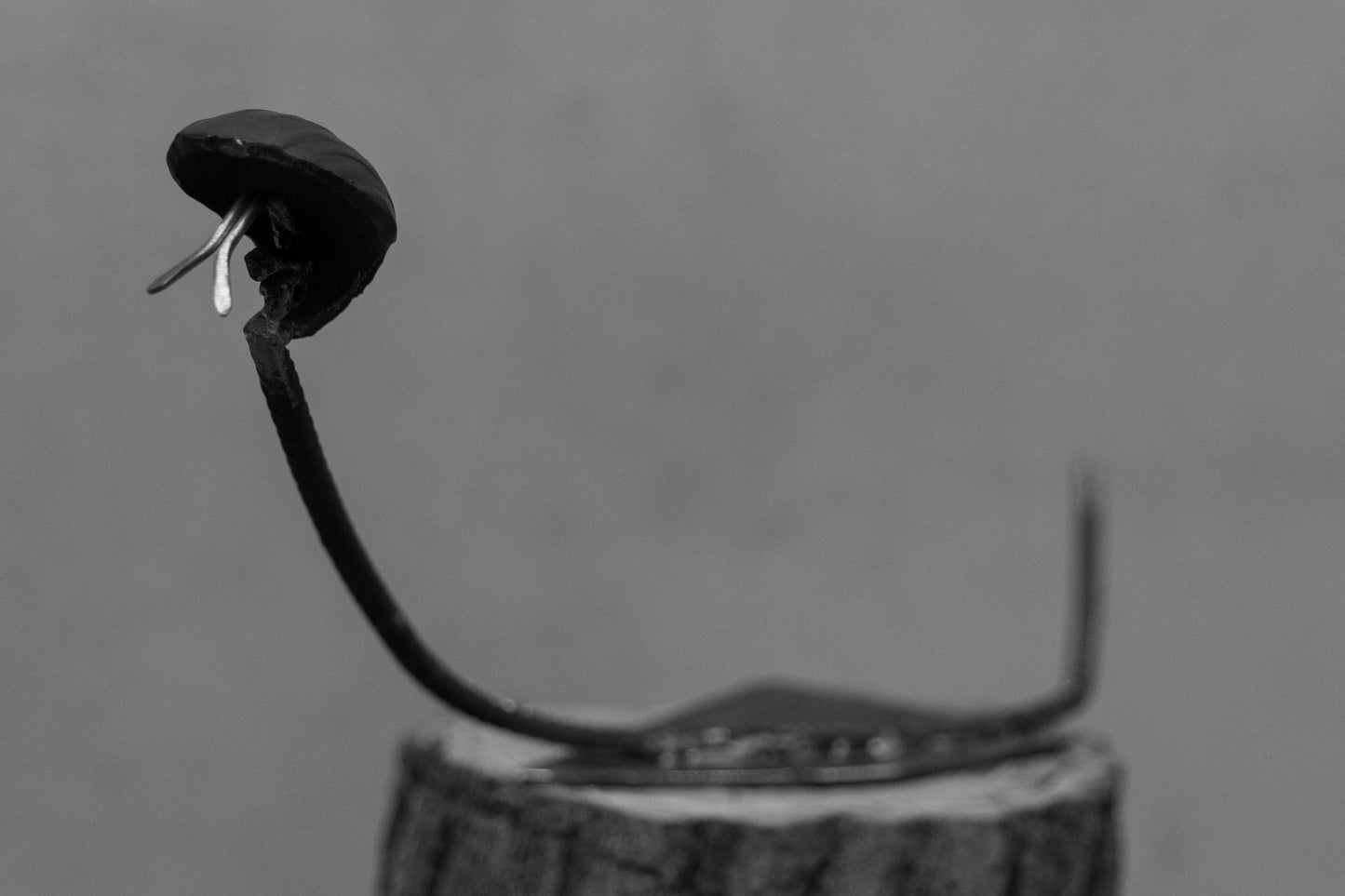 Cobra, 2024