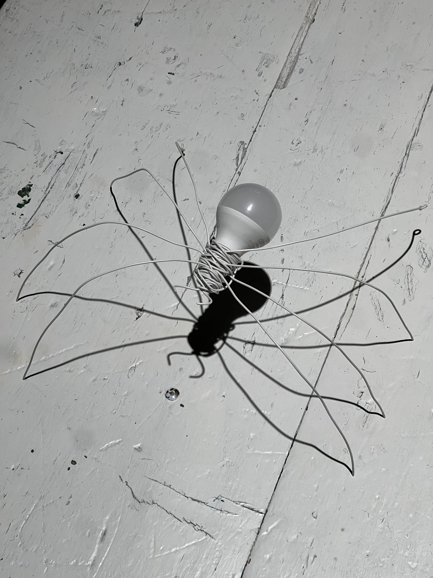 Araña Medium