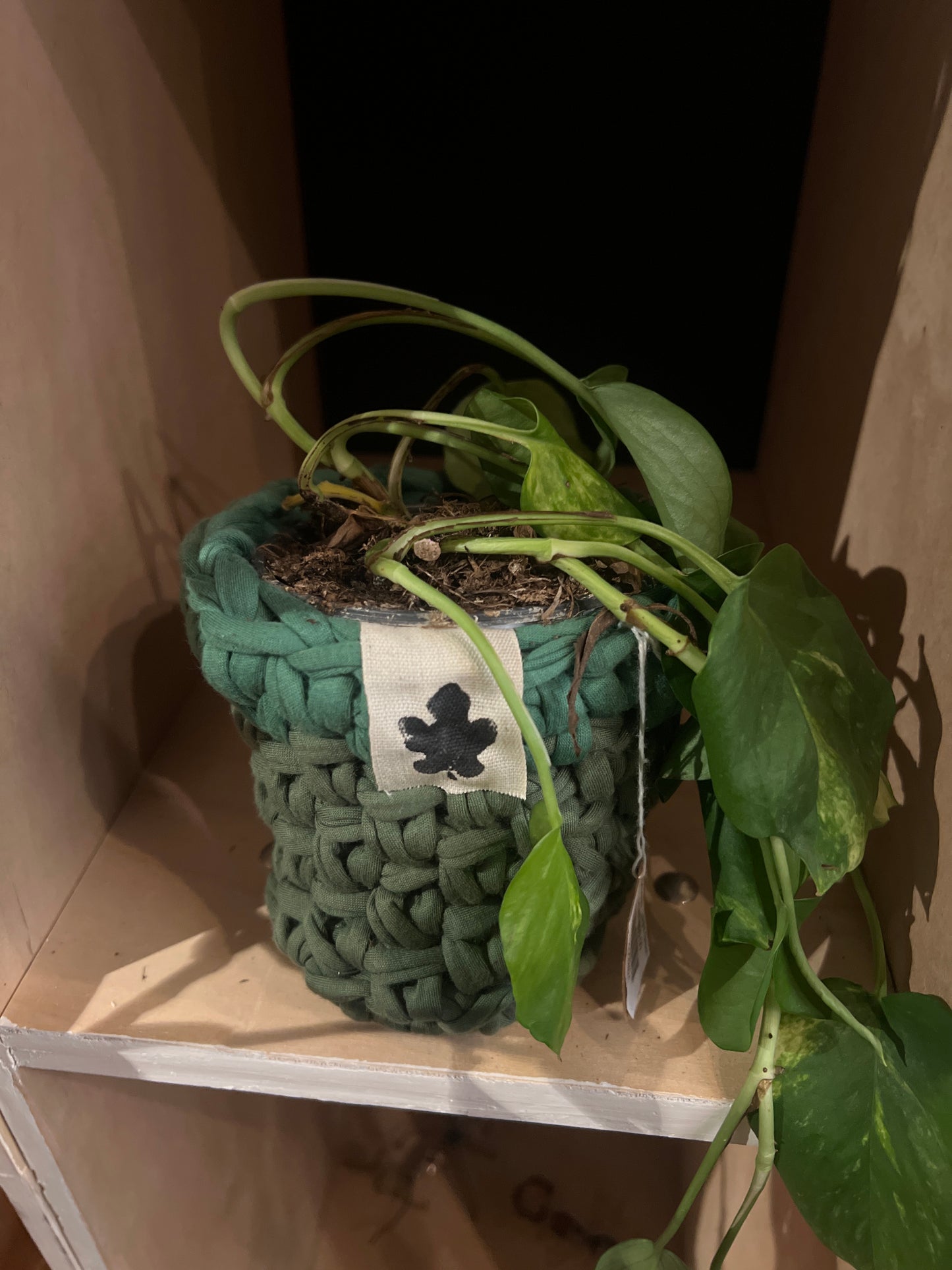 Coprivaso - Light Green